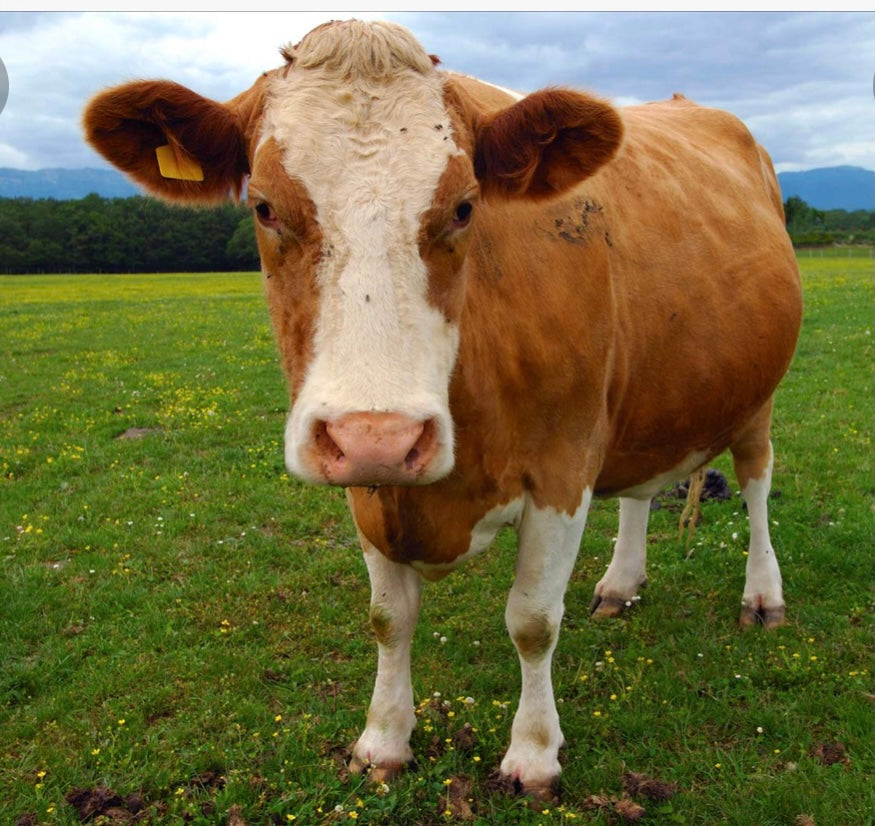 COW SAMPLE BOX OF THE MONTH